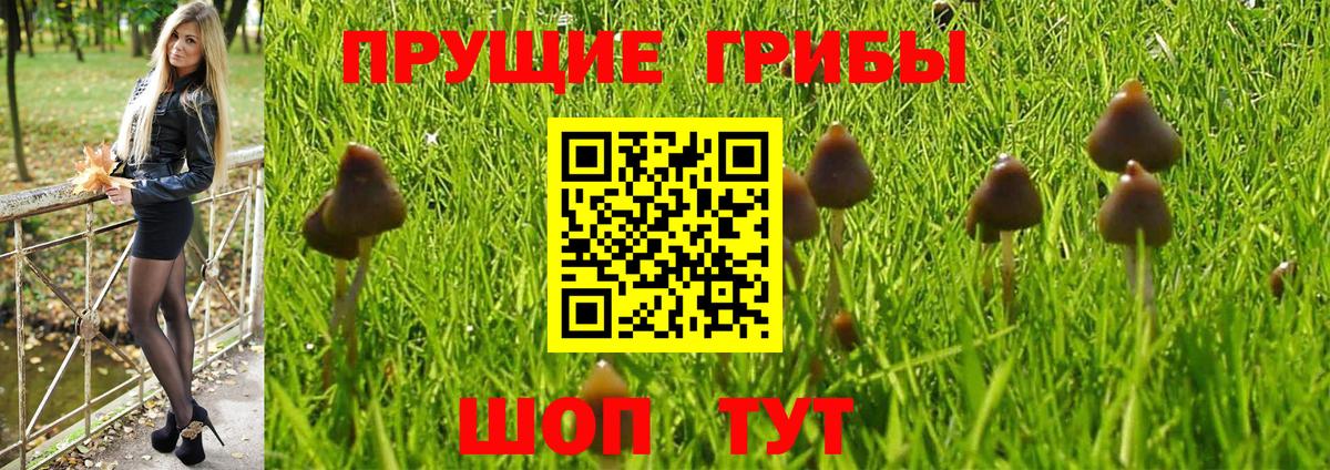 Псилоцибиновые грибы GOLDEN TEACHER Семёнов